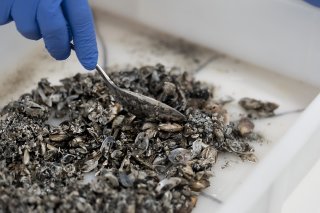 La start-up lausannoise Alien Limited cherche à recycler les moules quagga (photo d'illustration). KEYSTONE/GAETAN BALLY